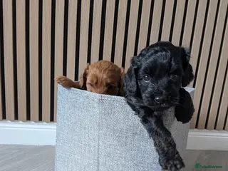 Cockapoo dogs Cockapoo Puppy - Advert 1