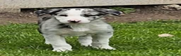 Border Collie dogs for sale: Beautiful Blue Merle Border Collie pups - Advert 11