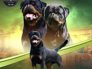 Rottweiler dogs Top KC Registered Rottweiler Stud Simba - Advert 1