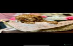 Shihpoo dogs for sale: 💙💗💗 stunning  F1 shihpoo puppies 🔥  - Image 4