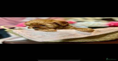 Shihpoo dogs - Advert 15