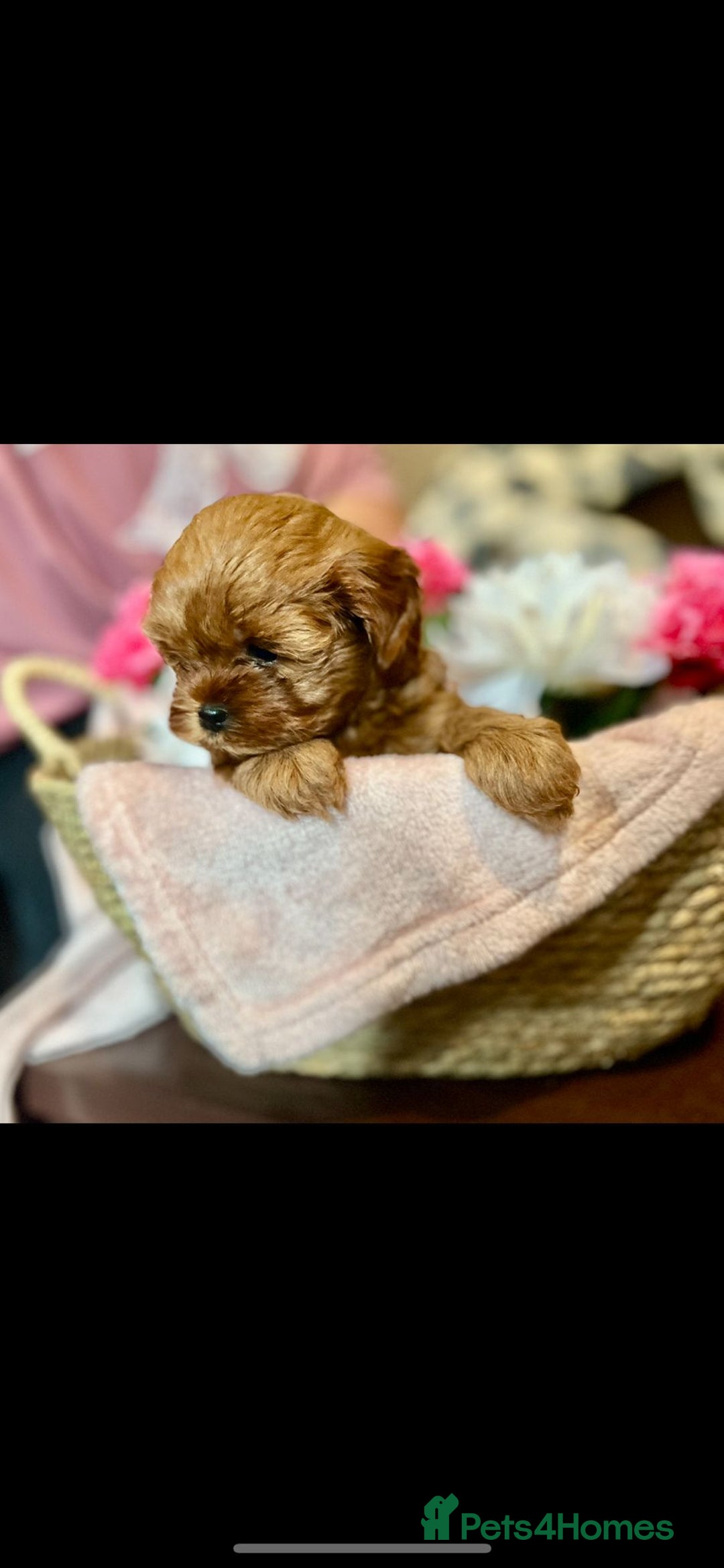 Shihpoo dogs for sale: 💙💗💗 stunning  F1 shihpoo puppies 🔥  - Image 4