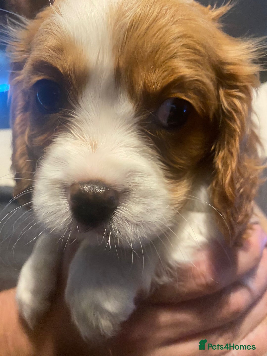 Cavalier King Charles Spaniel dogs for sale: Cavalier King Charles Spaniel Puppies - Image 11
