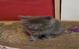 Russian Blue cats for sale: Russian Blue x - Image 13