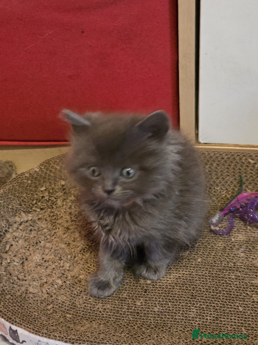 Russian Blue cats for sale: Russian Blue x - Image 13