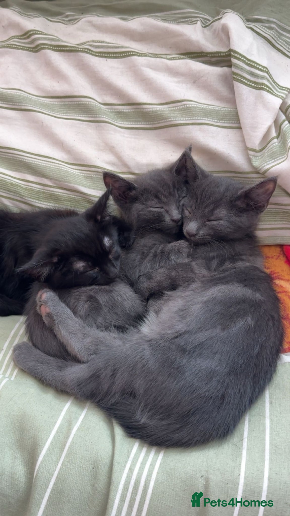 Domestic Shorthair cats Sweet playful baby kittens ready to find a home  - Advert 2