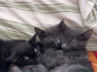 Domestic Shorthair cats Sweet playful baby kittens ready to find a home - Advert 2