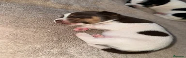 Jack Russell 2