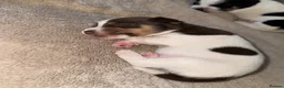 Jack Russell dogs for sale: Jack Russel pups - Advert 11