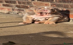English Bulldog dogs for sale: 💥💥ENGLISH BULLDOG 💥💥 in Manchester - Image 22