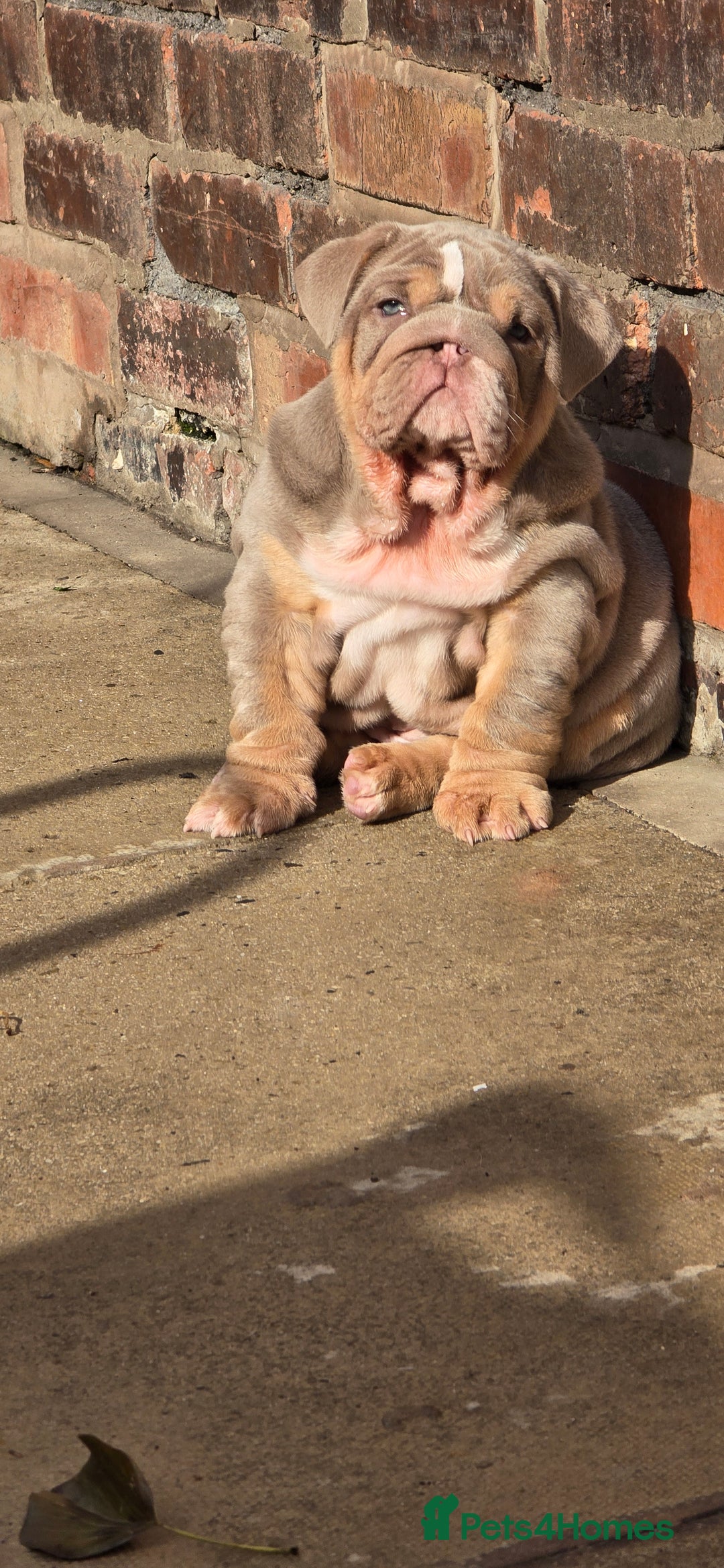 English Bulldog dogs for sale: 💥💥ENGLISH BULLDOG 💥💥 in Manchester - Image 22