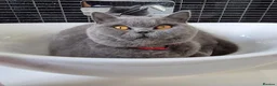 British Shorthair cats for sale: 💙 LAST BLUE BRITISH SHORTHAIR BOY AVAILABLE 💙 - Advert 10