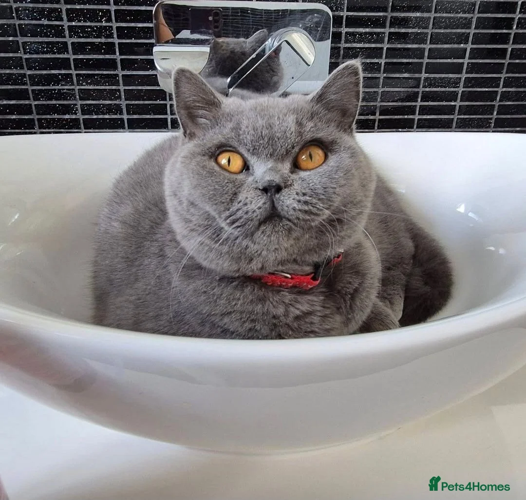 British Shorthair cats for sale: 💙 LAST BLUE BRITISH SHORTHAIR BOY AVAILABLE 💙 - Advert 10