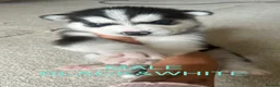 Siberian Husky dogs for sale: PURE SIBERIAN HUSKY PUPS - Advert 17