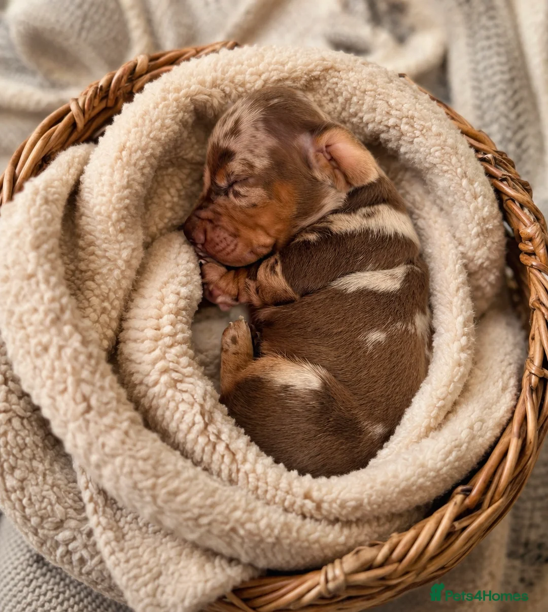 Miniature Dachshund dogs for sale: EXCEPTIONAL QUALITY KC DAPPLE GIRLS - Advert 2