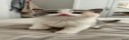 British Shorthair cats for sale: PKD+ALPS Tested, GCCF Registered, Loving Kittens - Advert 17