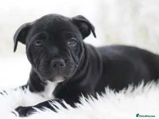 Staffordshire Bull Terrier dogs Outstanding KC S.B.T - Advert 3