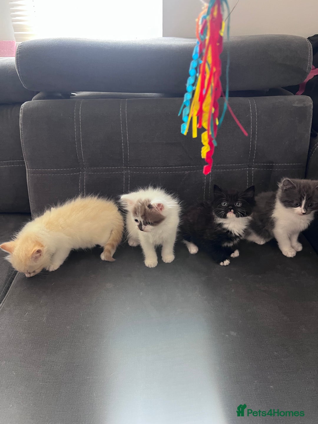 Mixed Breed cats for sale: Beautiful fluffy kittens  - Image 14