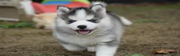 Pomsky dogs for sale: Genuine Celtic Star F3 Pomskies Available  - Advert 24