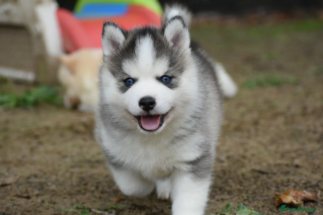 Pomsky dogs for sale: Genuine Celtic Star F3 Pomskies Available  - Advert 24