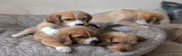 Mixed Breed dogs for sale: Beagle cross shih tzu  in Buckley - Advert 8