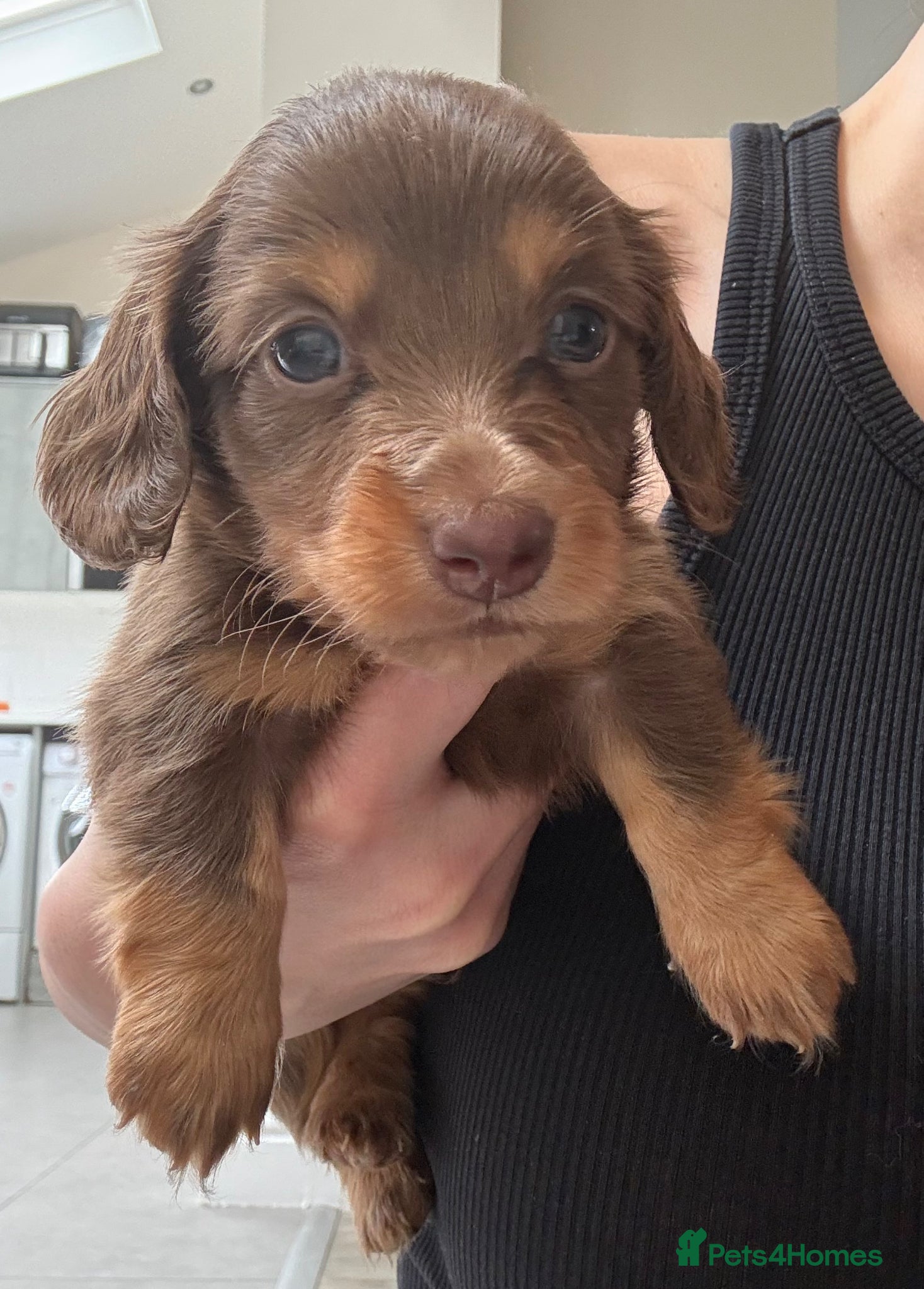 Miniature Dachshund dogs Beautiful Miniature dachshunds  - Advert 4