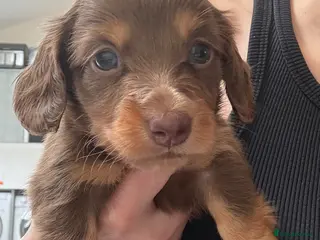 Miniature Dachshund dogs Beautiful Miniature dachshunds - Advert 4