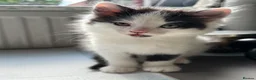 Mixed Breed cats for sale: Fluffy kittens - Advert 6