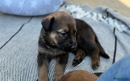 Mixed Breed dogs for sale: German Shepherd cross American bulldog puppies - Image 1