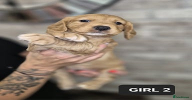 Cocker Spaniel dogs - Advert 5