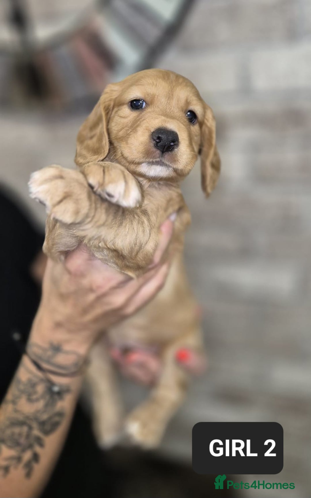 Cocker Spaniel dogs for sale: Beautiful golden cocker spaniel puppies  - Image 3