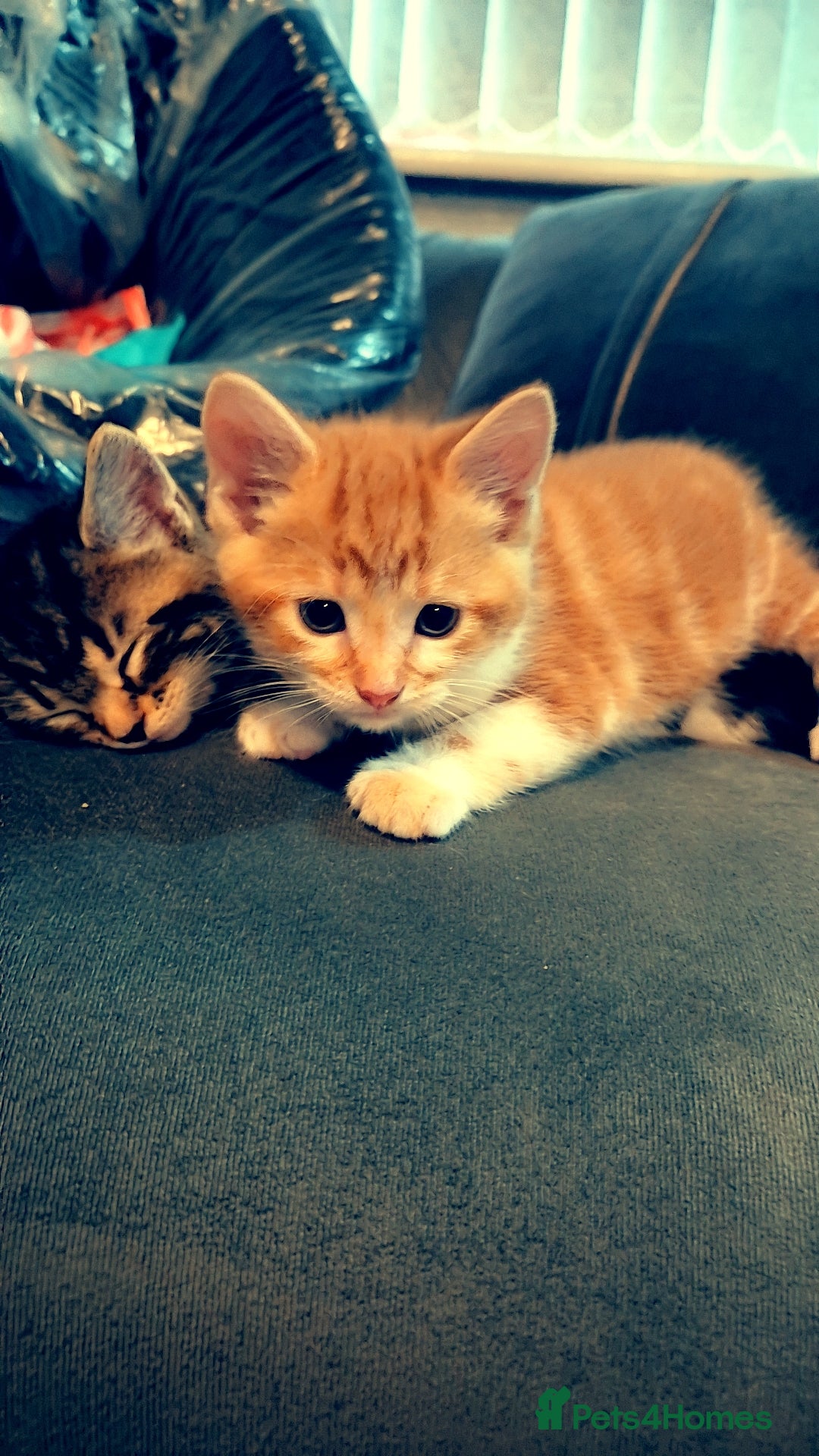 Mixed Breed cats for sale: Mixed maincoon - Image 3