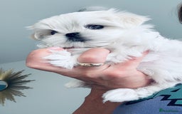 Maltese dogs for sale: 🌟Stunning Tiny Korean Maltese KC Reg🌟 - Advert 14