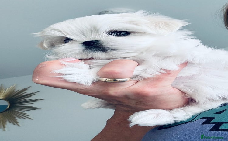 Maltese dogs - Advert 13