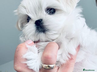 Maltese dogs - Advert 1