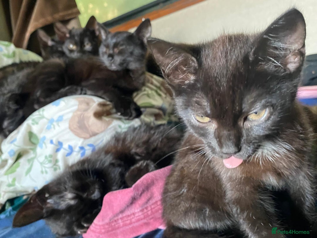 Mixed Breed cats for sale: 3 black kittens for sale  - Image 7