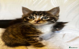 Norwegian Forest Cat cats for sale: Beautiful fluffy kittens - Image 24