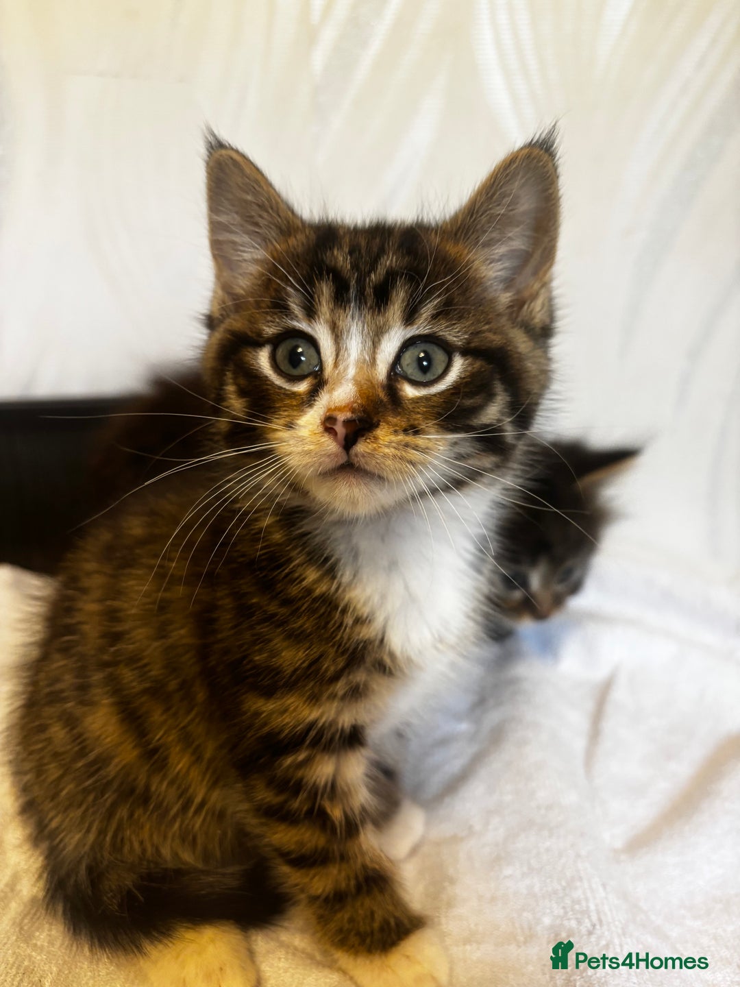 Norwegian Forest Cat cats for sale: Beautiful fluffy kittens - Image 24