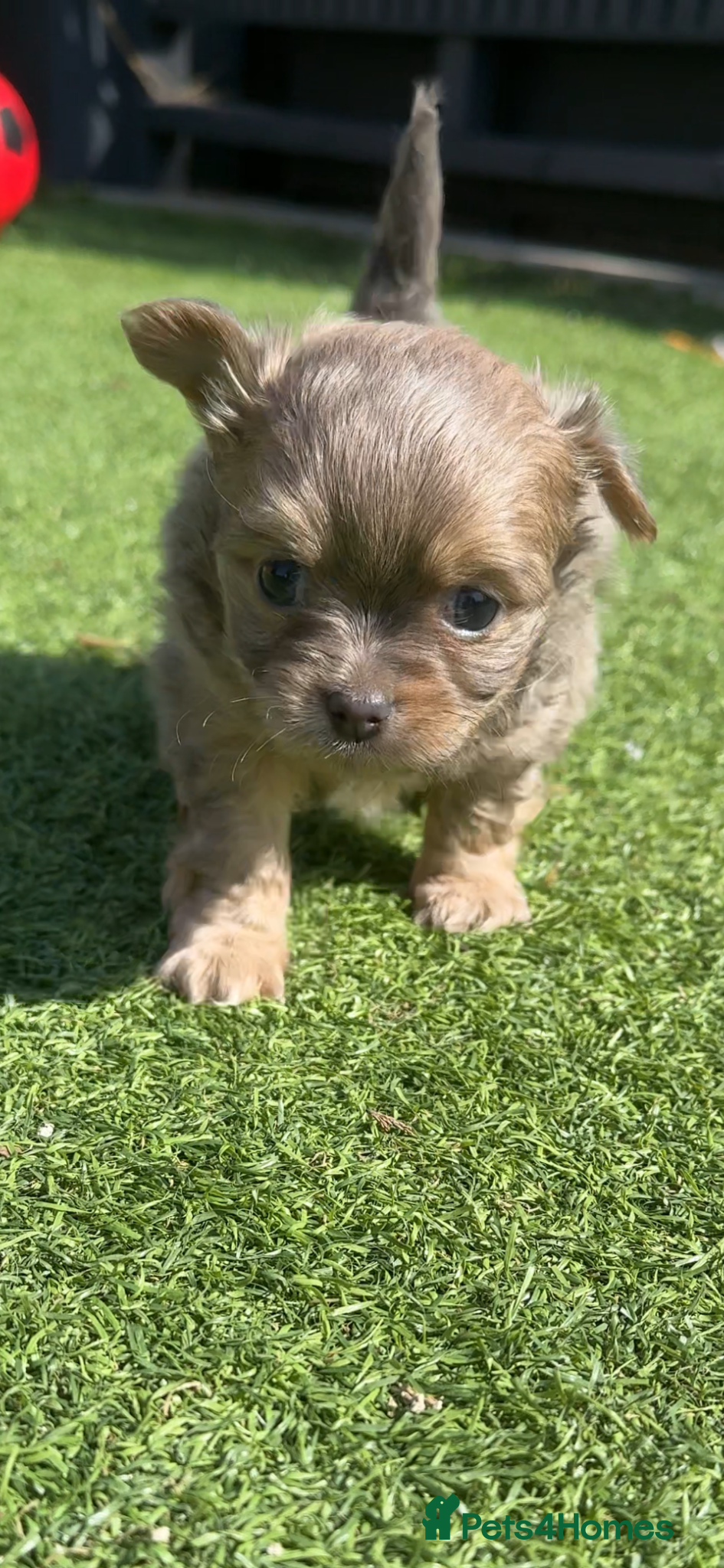 Chihuahua dogs 🐾 Stunning Long-Haired Chihuahua Puppies - Advert 5