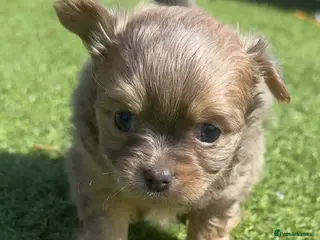 Chihuahua dogs 🐾 Stunning Long-Haired Chihuahua Puppies - Advert 1