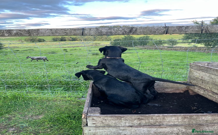 Labrador Retriever dogs in Carnforth - Advert 5
