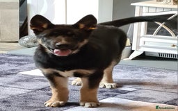 Mixed Breed dogs for sale: Shepsky/huskita puppy boy 4 months old - Image 3