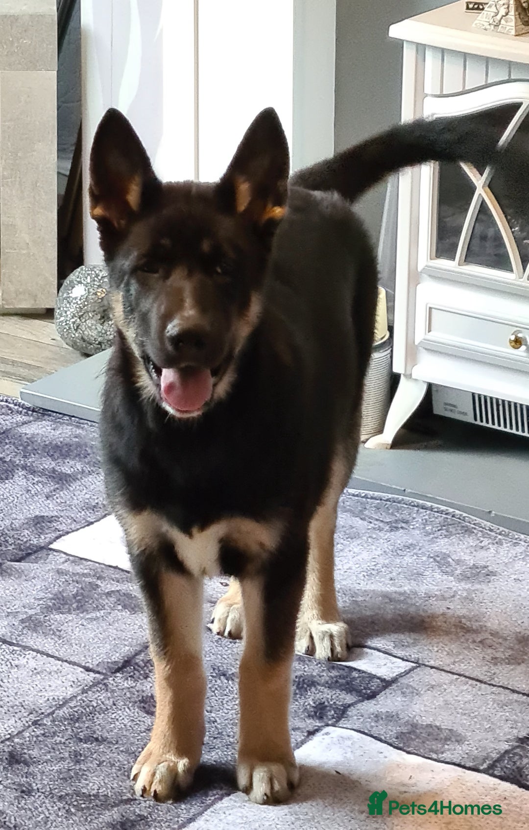 Mixed Breed dogs for sale: Shepsky/huskita puppy boy 4 months old - Image 3