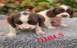 English Springer Spaniel dogs for sale: QUALITY WORKING ESS PUPS - Image 10