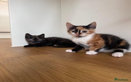British Shorthair cats for sale: 3 beautiful and playful kittens  - Image 26