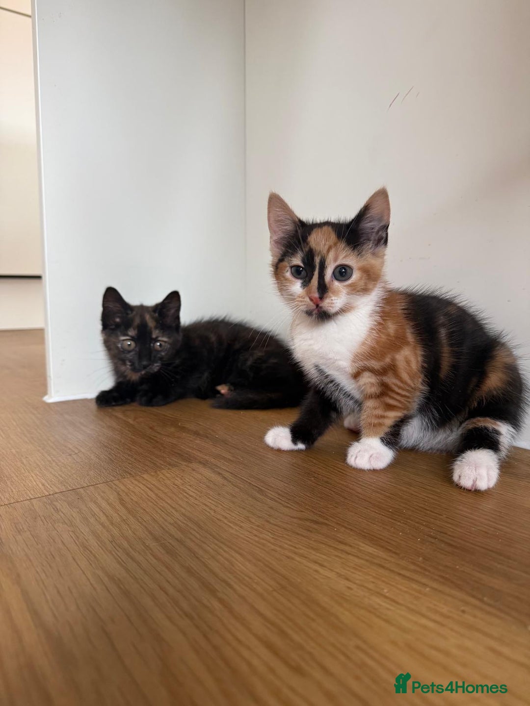 British Shorthair cats for sale: 3 beautiful and playful kittens  - Image 26