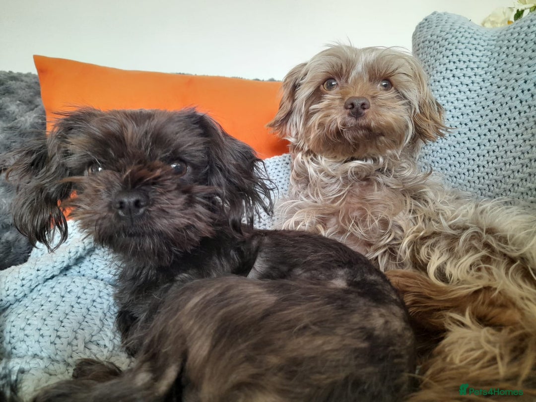 Toy Poodle dogs for stud: PROVEN Toy Poodle X Chihuahua Mix for Stud - Image 4