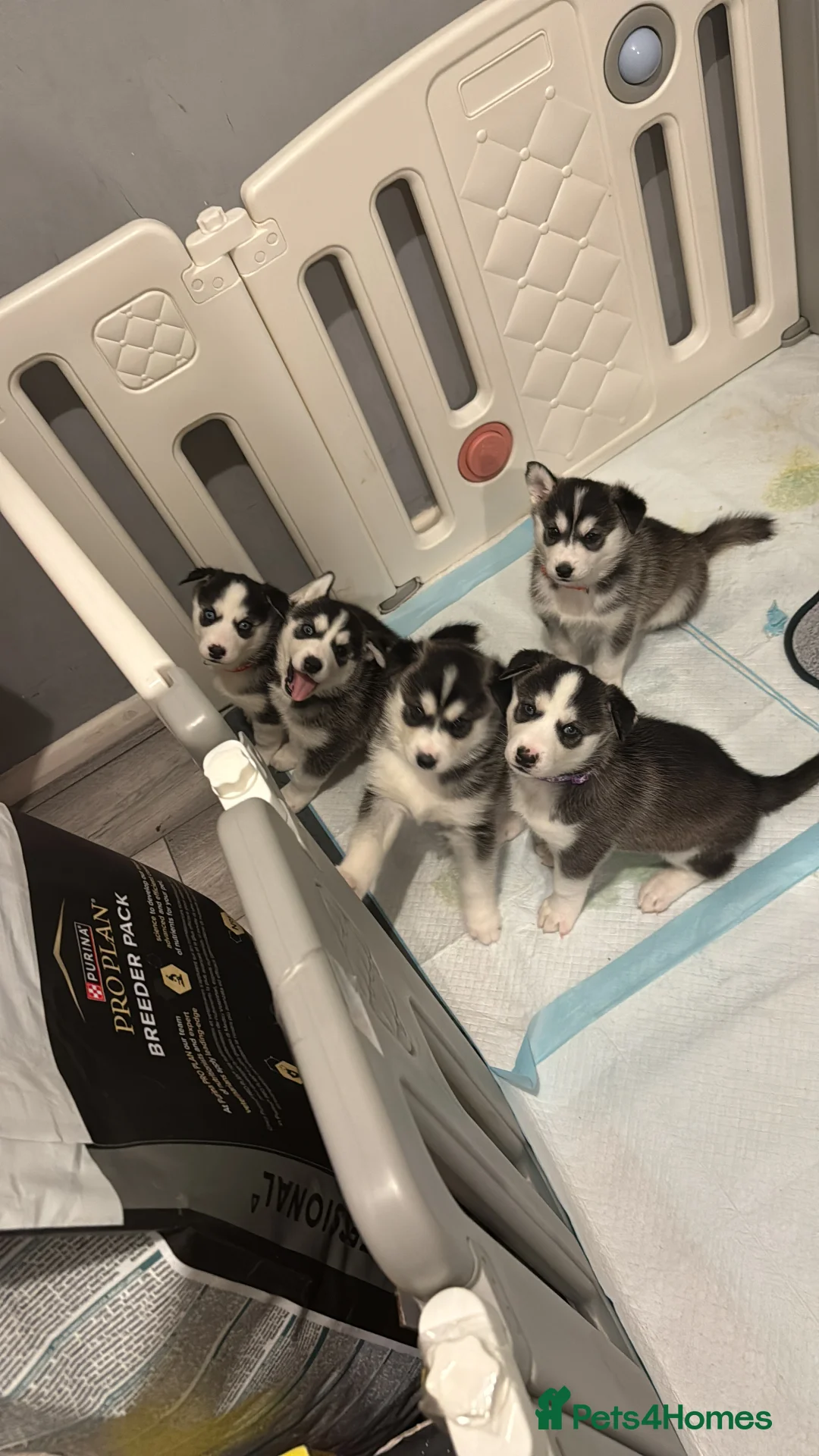 Siberian Husky dogs for sale: Gorgeous, Healthy & Fully Insured Siberian puppies in Stanmore - Advert 2