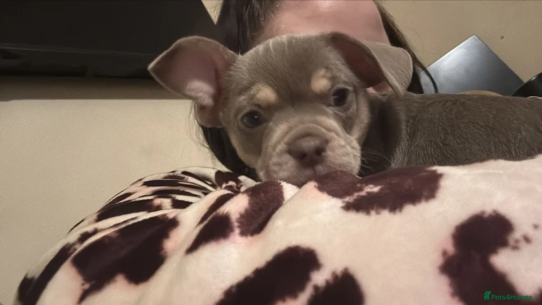 Mixed Breed dogs for sale: French bulldog x chihuahua  - Advert 5