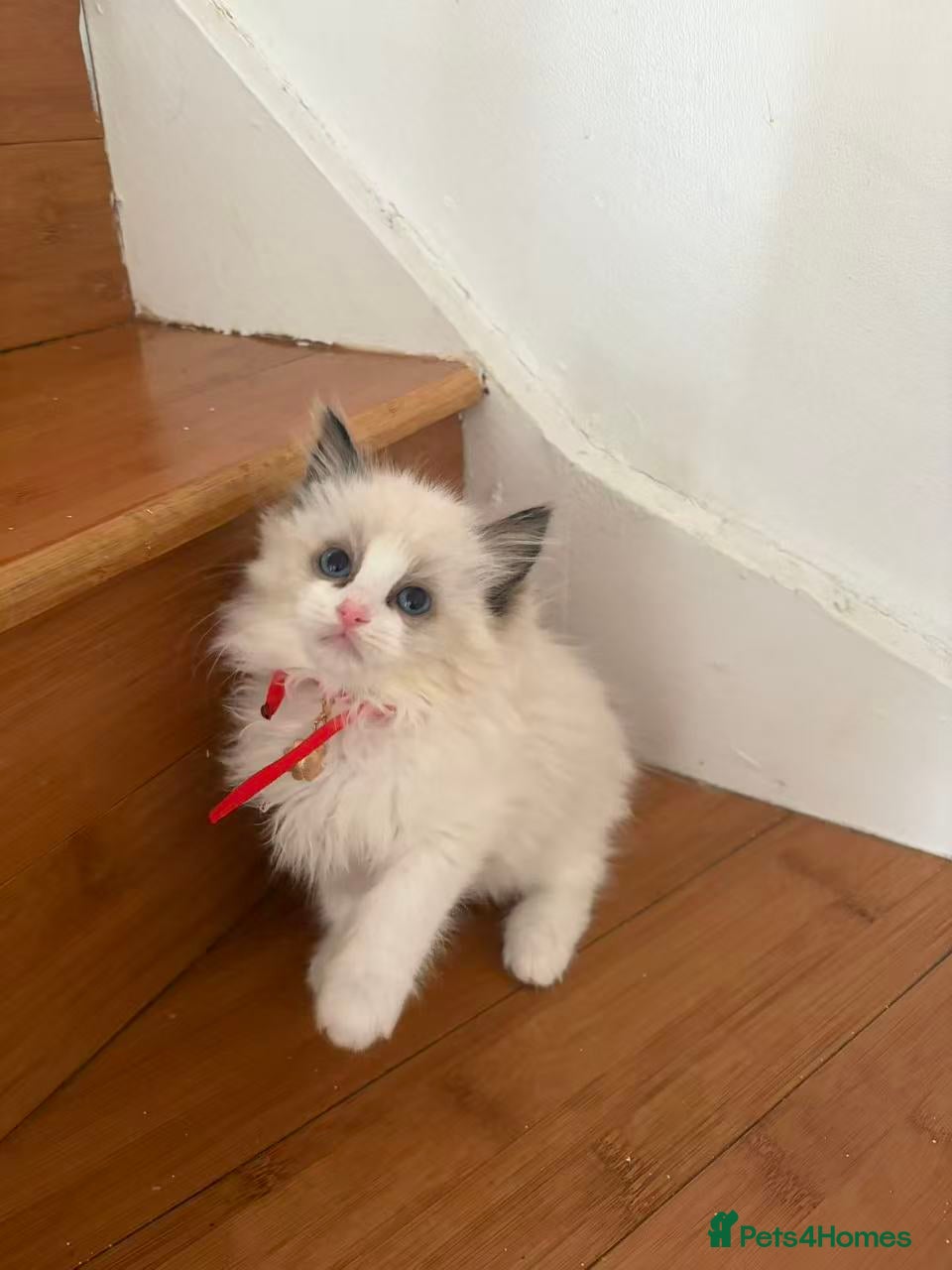 Ragdoll cats Ragdoll cat - Advert 2